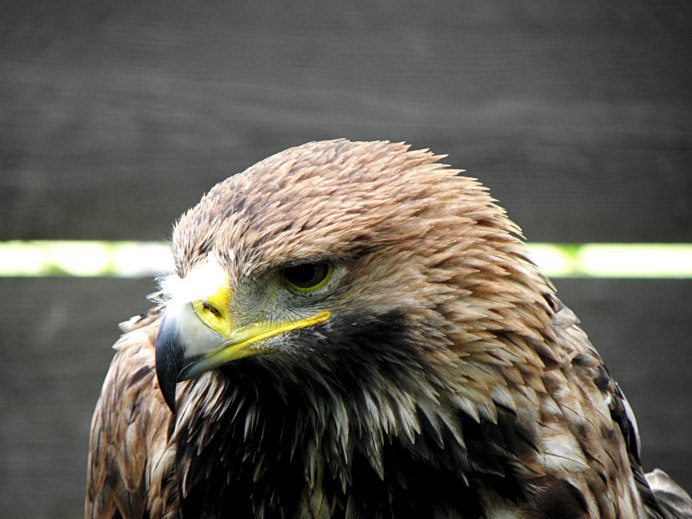 Куры Орловские ситцевые