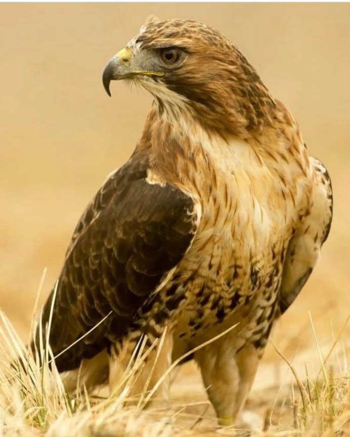 Лошадь породы Орловский рысак