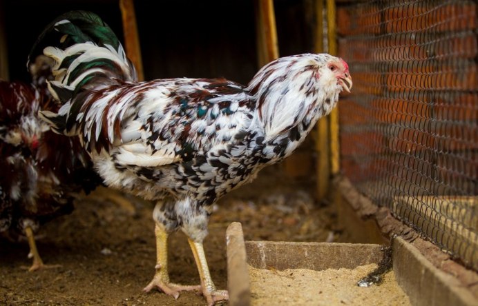 Орловская ситцевая порода кур петух