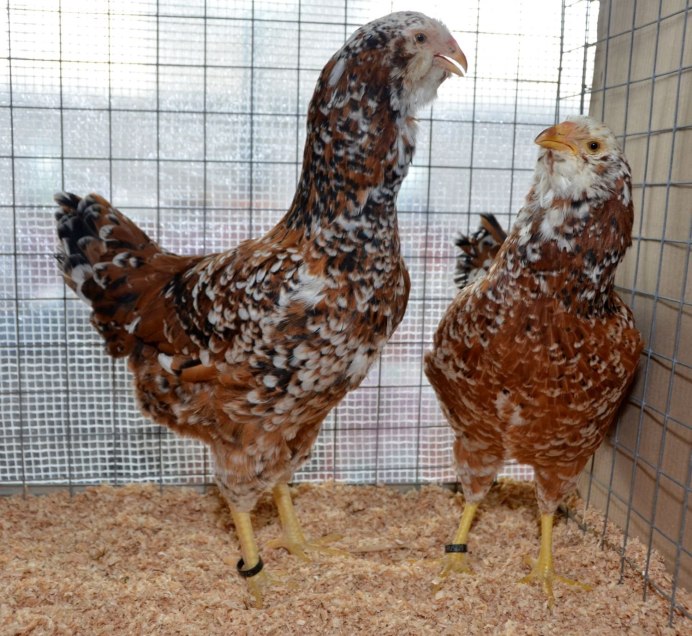 Орловская рысистая порода лошадей