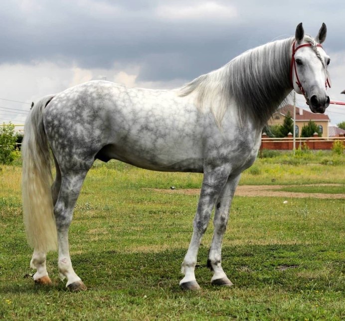 Кони Орловские рысаки