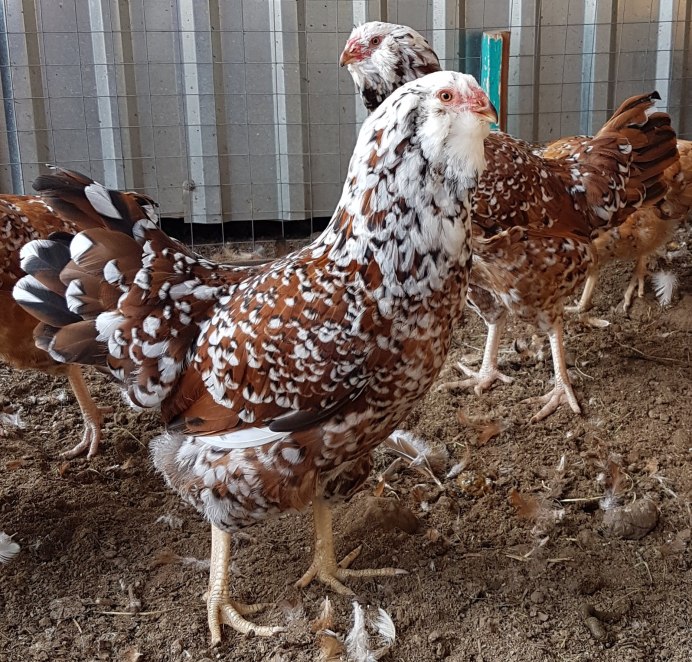 Куры Орловские ситцевые