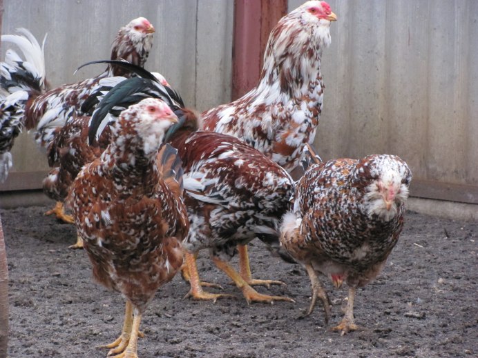 Орловская рысистая порода лошадей