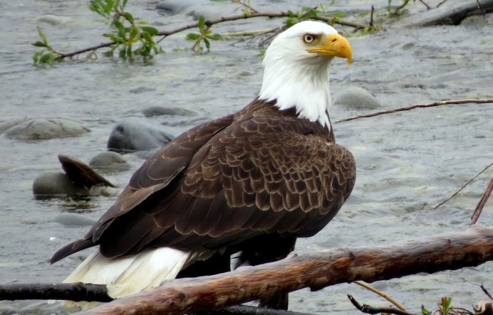 Орлан белохвост и Орел