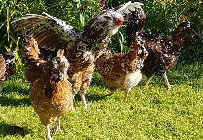 Африканский венценосный Орел