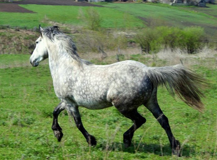 Орловская ситцевая порода кур