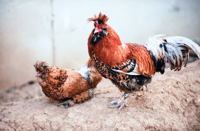 Индийский Ястребиный орёл