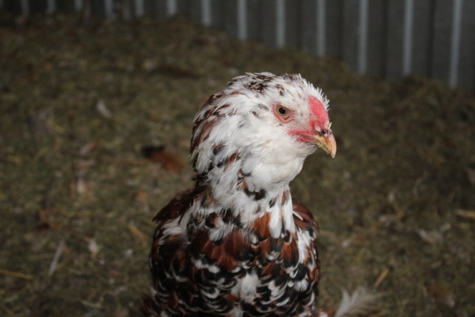 Лошадь породы Орловский рысак