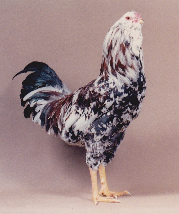 Лошадь породы Орловский рысак