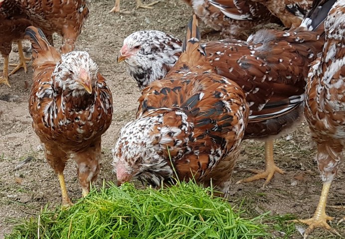 Орловский ситцевый петух