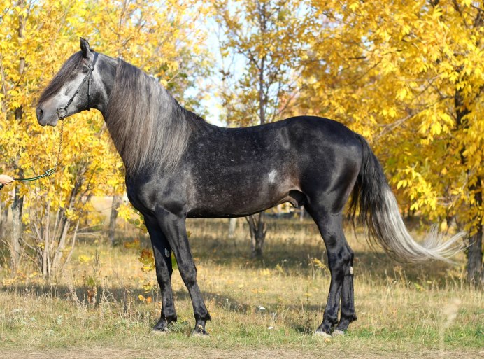 Орловская карликовая порода кур