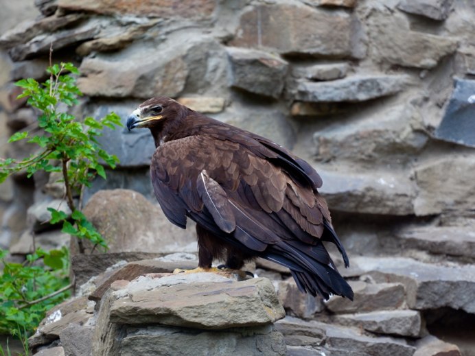 Хищная птица ---Орел , Сокол
