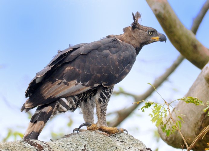 Орел могильник