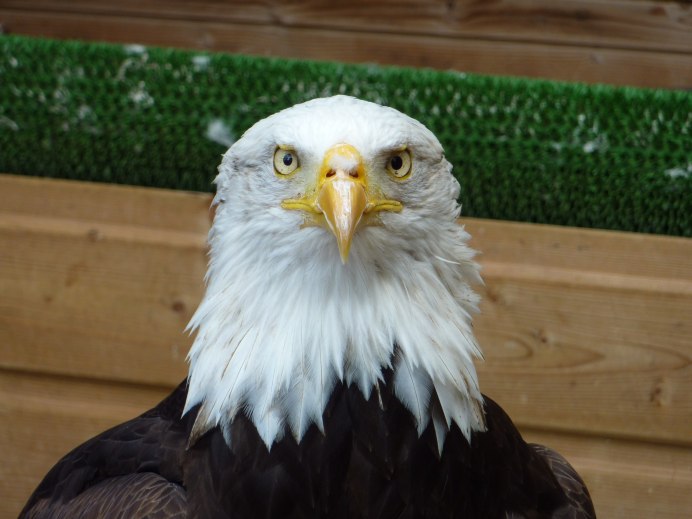 Все виды Орлов