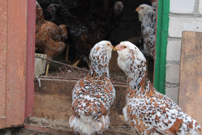 Орловская ситцевая порода