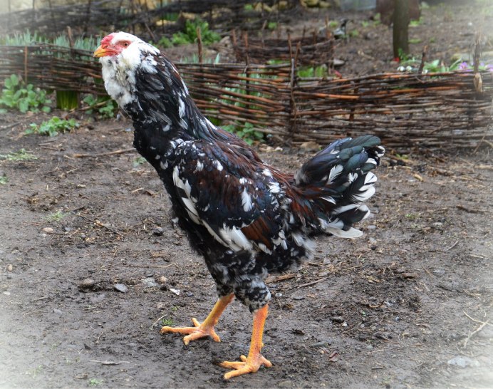 Лошадь породы Орловский рысак