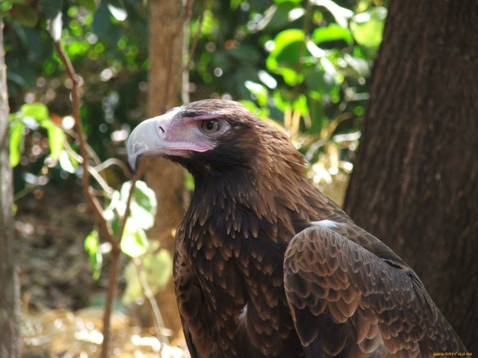 Ястреб Орлан белоголовое