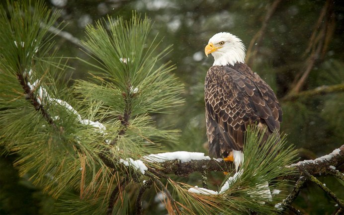 Лесной Орел фото