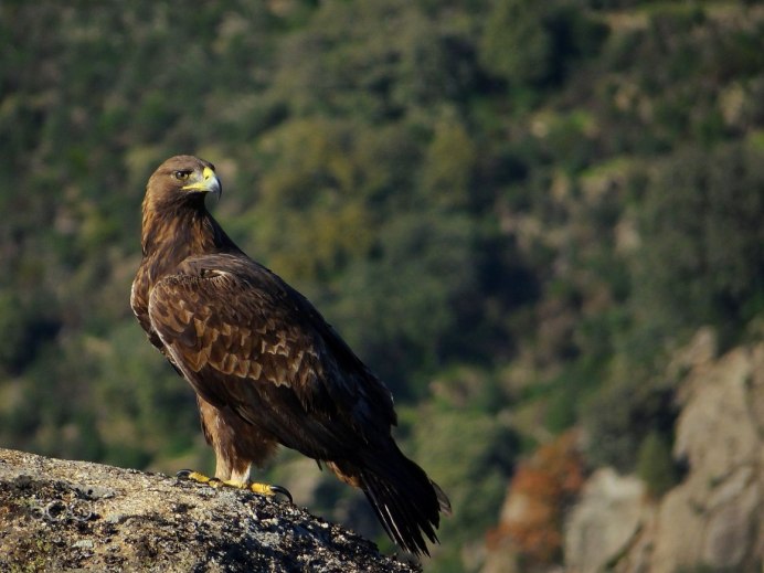 Белоголовый Орлан тайги