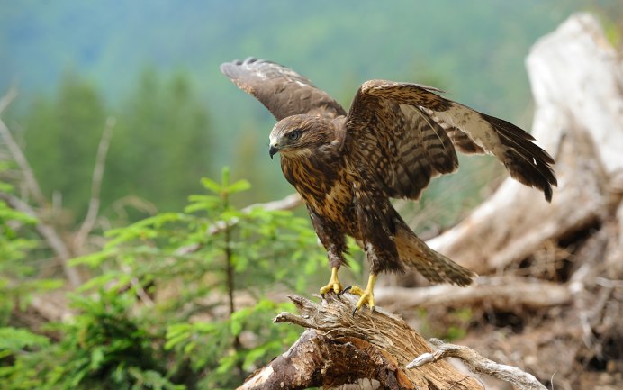 Лунь канюк тетеревятник
