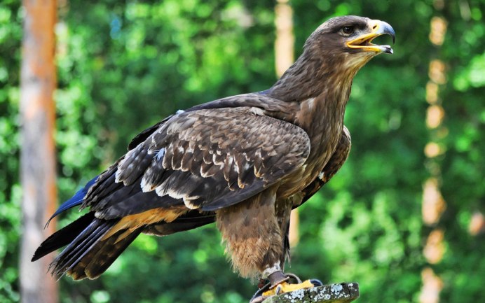 Орлан Орел Коршун