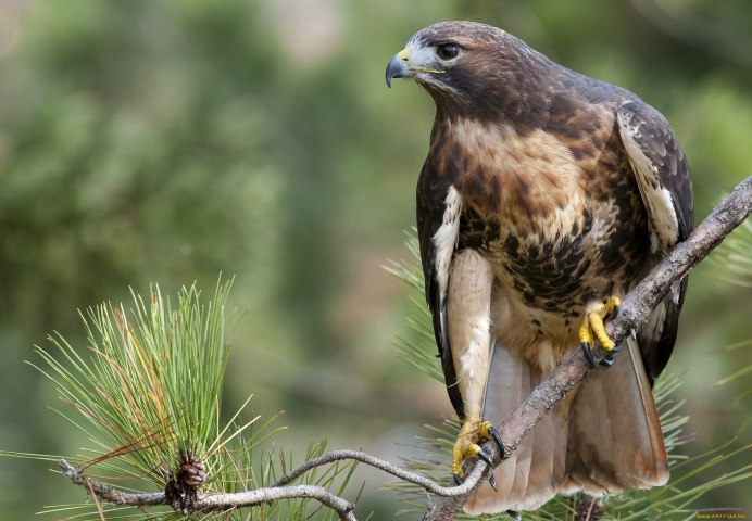 Хищные птицы орёл Беркут