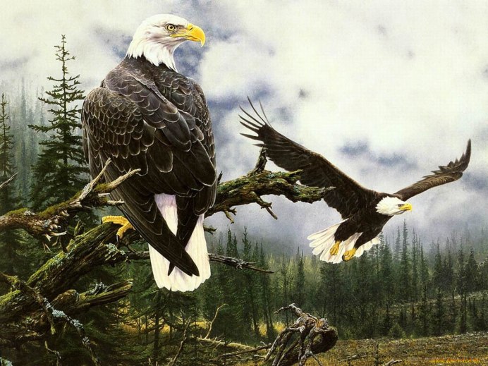 Орёл-карлик (Aquila pennata)