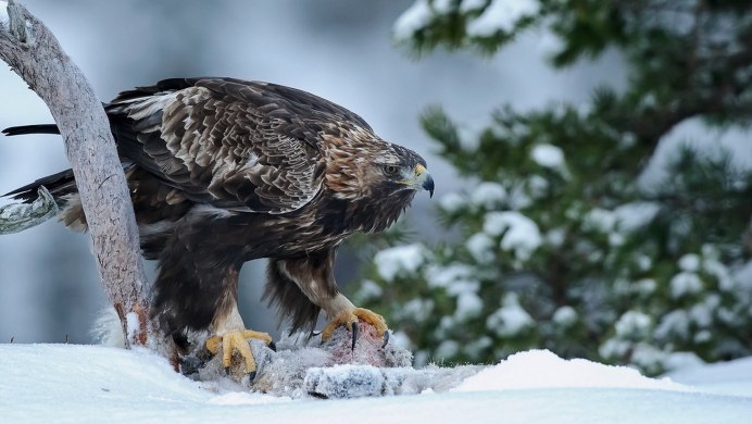 Орел в лесу