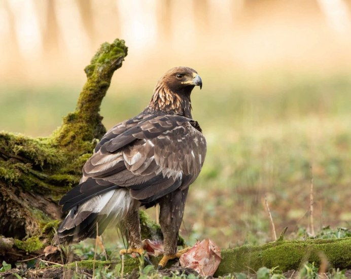 Хищные птицы орёл Беркут