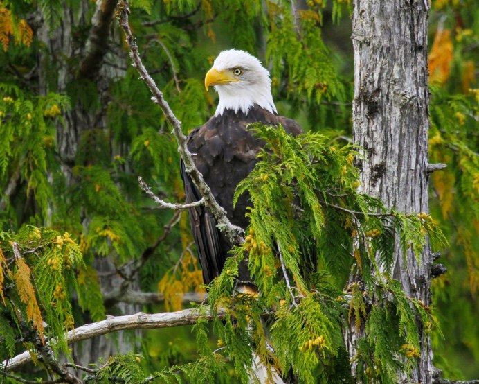 Белоголовый Орлан тайги
