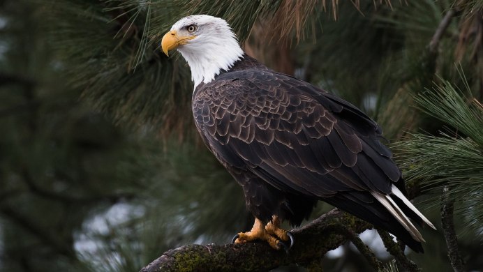 Европейский белоголовый Орлан