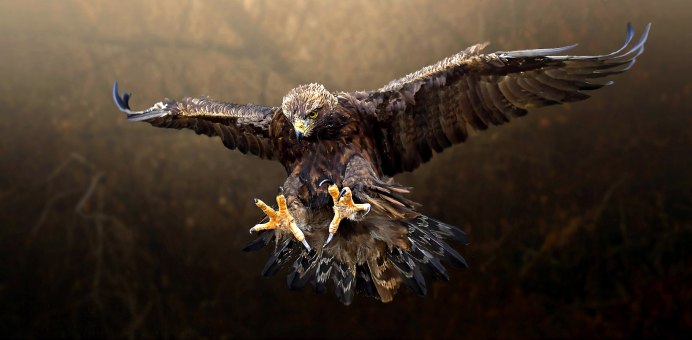 Зимний Беркут Орел