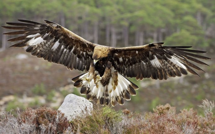 Леса в Орле