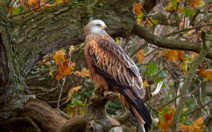 Белоголовый Беркут