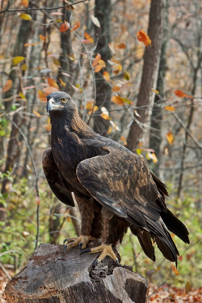 Белоголовый Орлан тайги