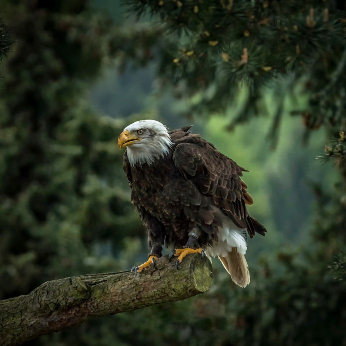 Хищные птицы карельского перешейка