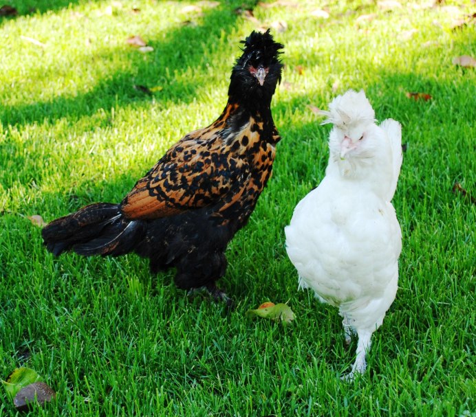 Сяошань куры