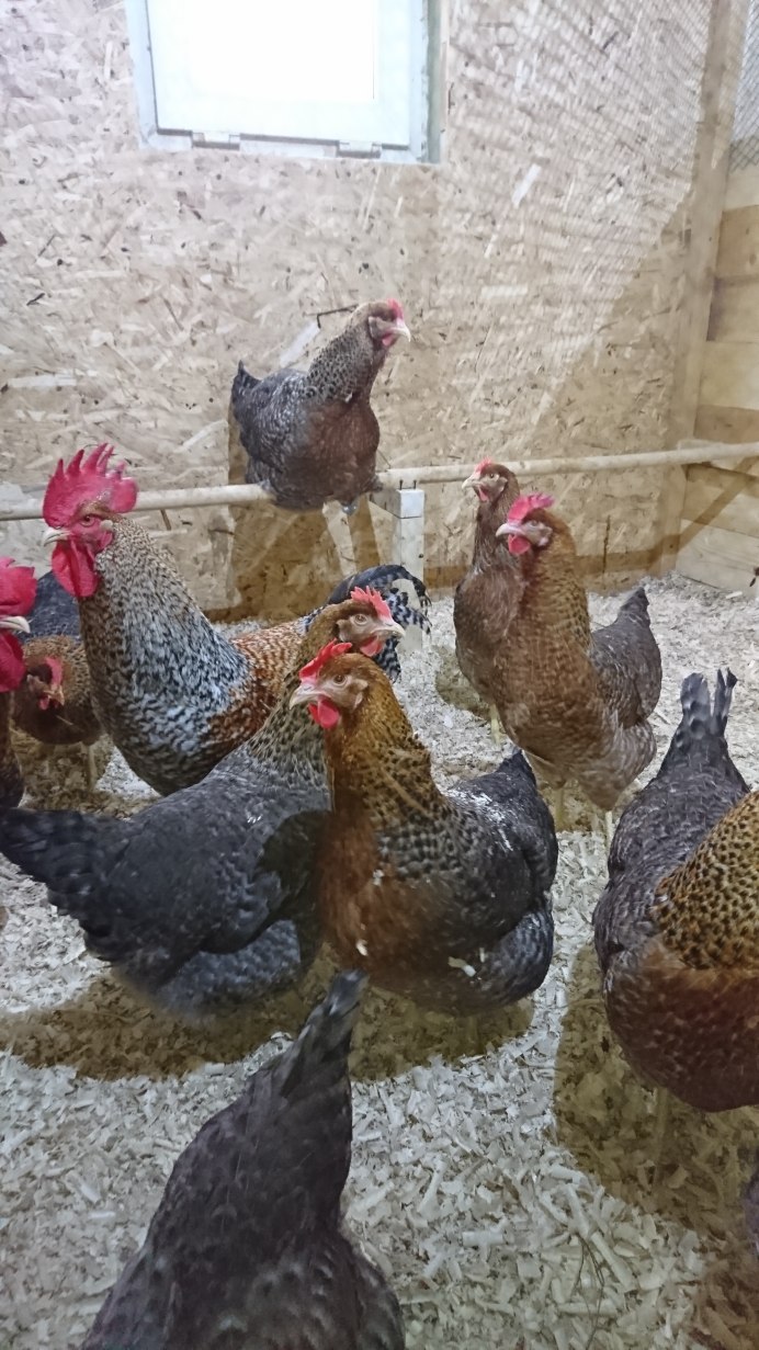 Падуан Шамоа