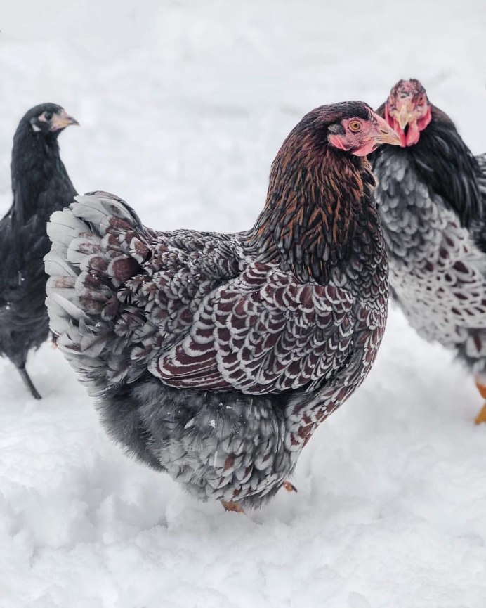 Куры породы Рябушка