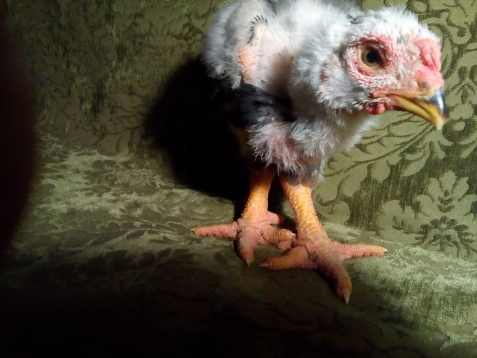 Куры с четырьмя ногами