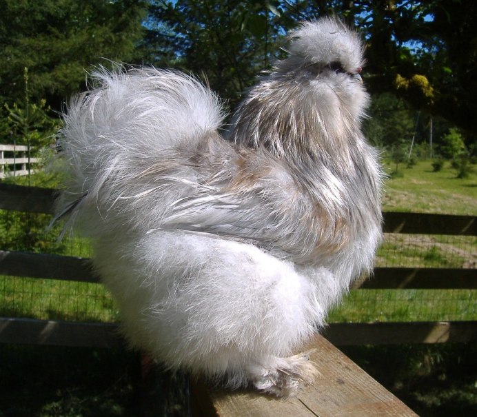 Куры породы Фавероль