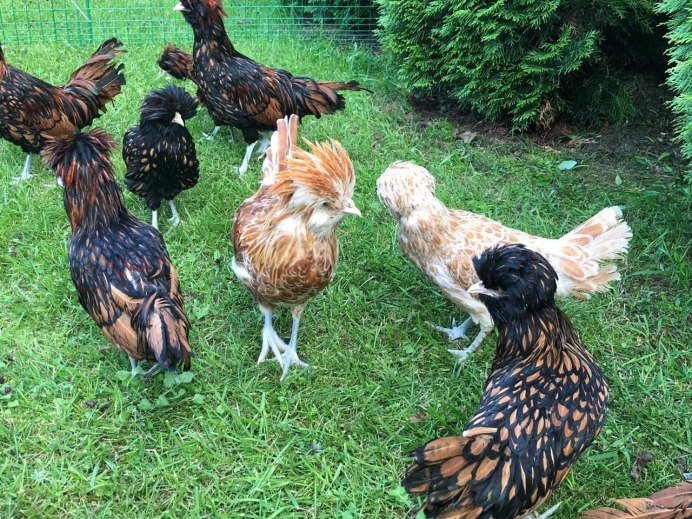 Сяошань порода кур