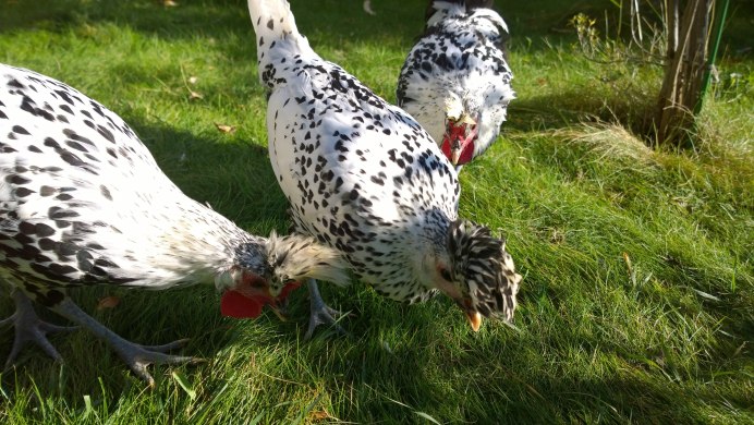 Порода кур Бентам Ява