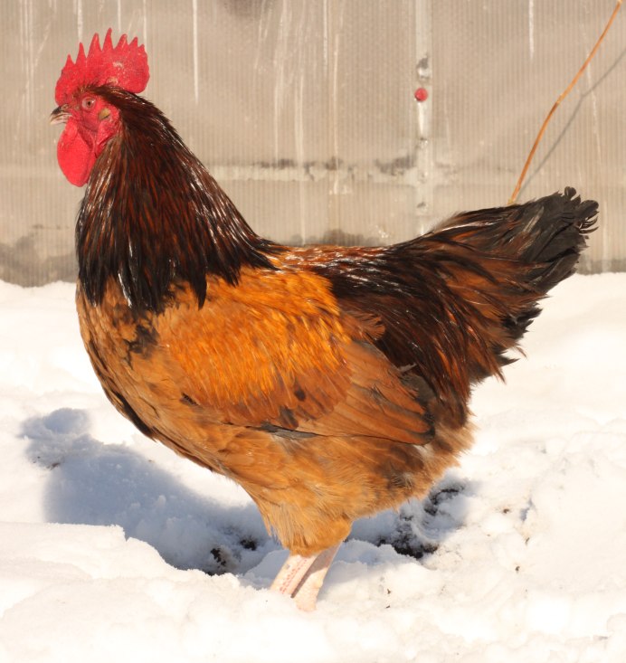 Шведский Блюмен порода кур