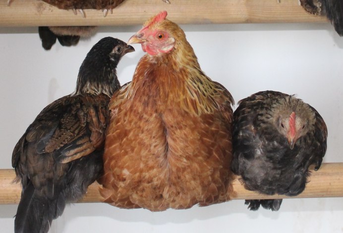 Петух Фавероль