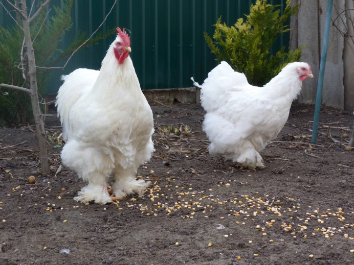 Донские куры