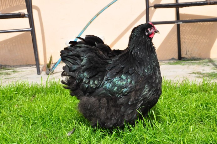 Азиль Бойцовский петух