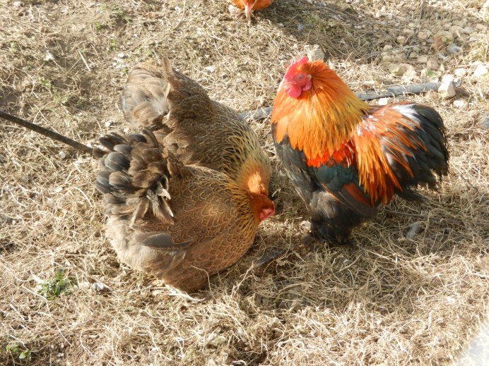 Кучинская, Амрокс, Фавероль и индийская Брама