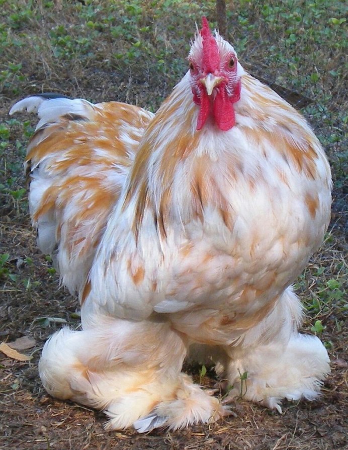 Кохинхин Лаванда