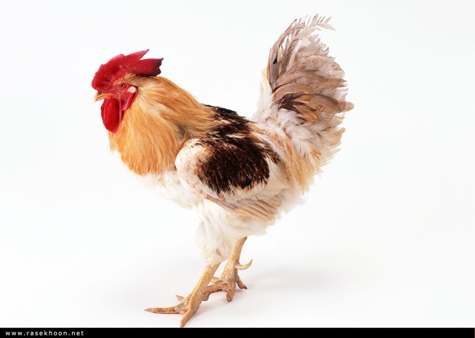 Породы петухов кохинхин